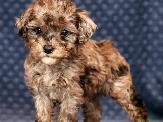 Miniature Poodle dogs Fulton - Ad 37