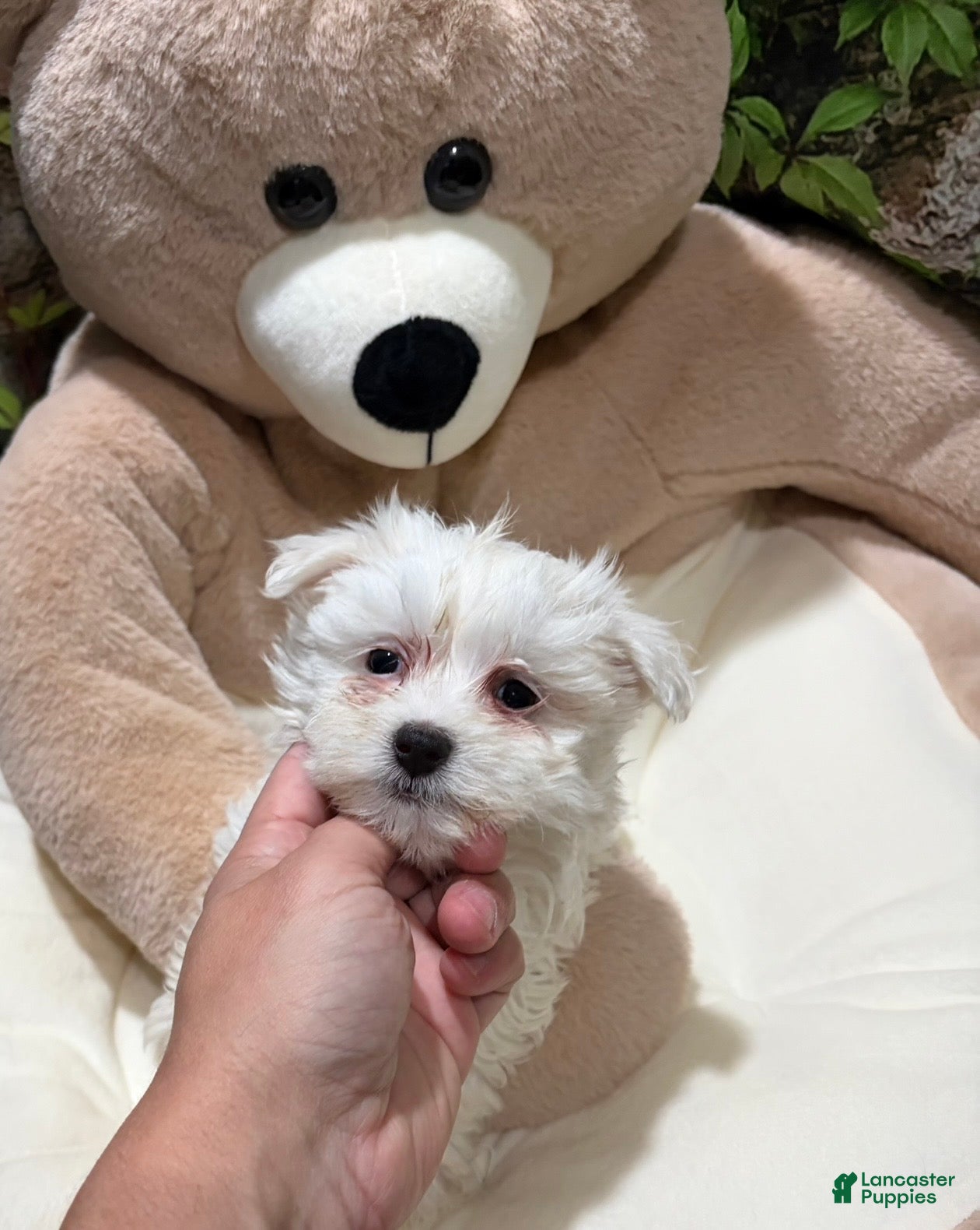 Maltese dogs ZC - Ad 14