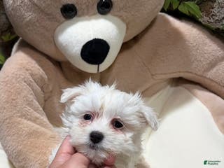 Maltese dogs ZC - Ad 23