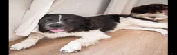 Newfoundland dogs for sale: Talia (red collar) - Ad 5