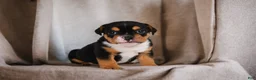 English Bulldog dogs for sale: Buddy - Ad 3