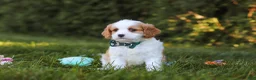 Cavapoo dogs for sale: Ike 💙 - Ad 2