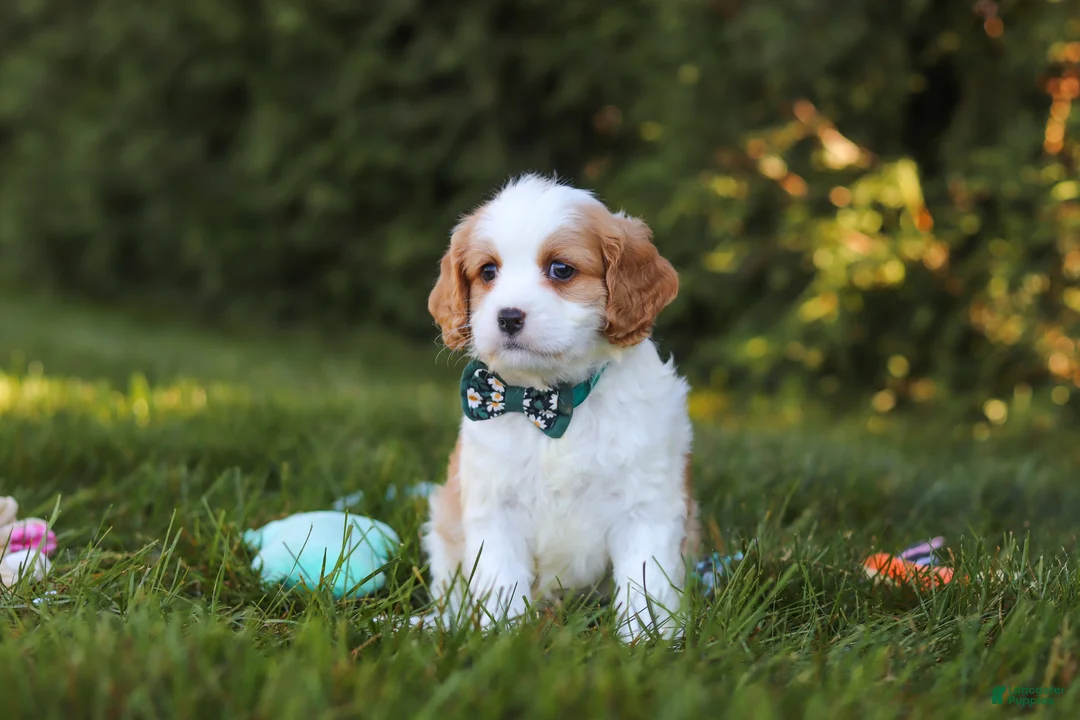 Cavapoo dogs for sale: Ike 💙 - Ad 2