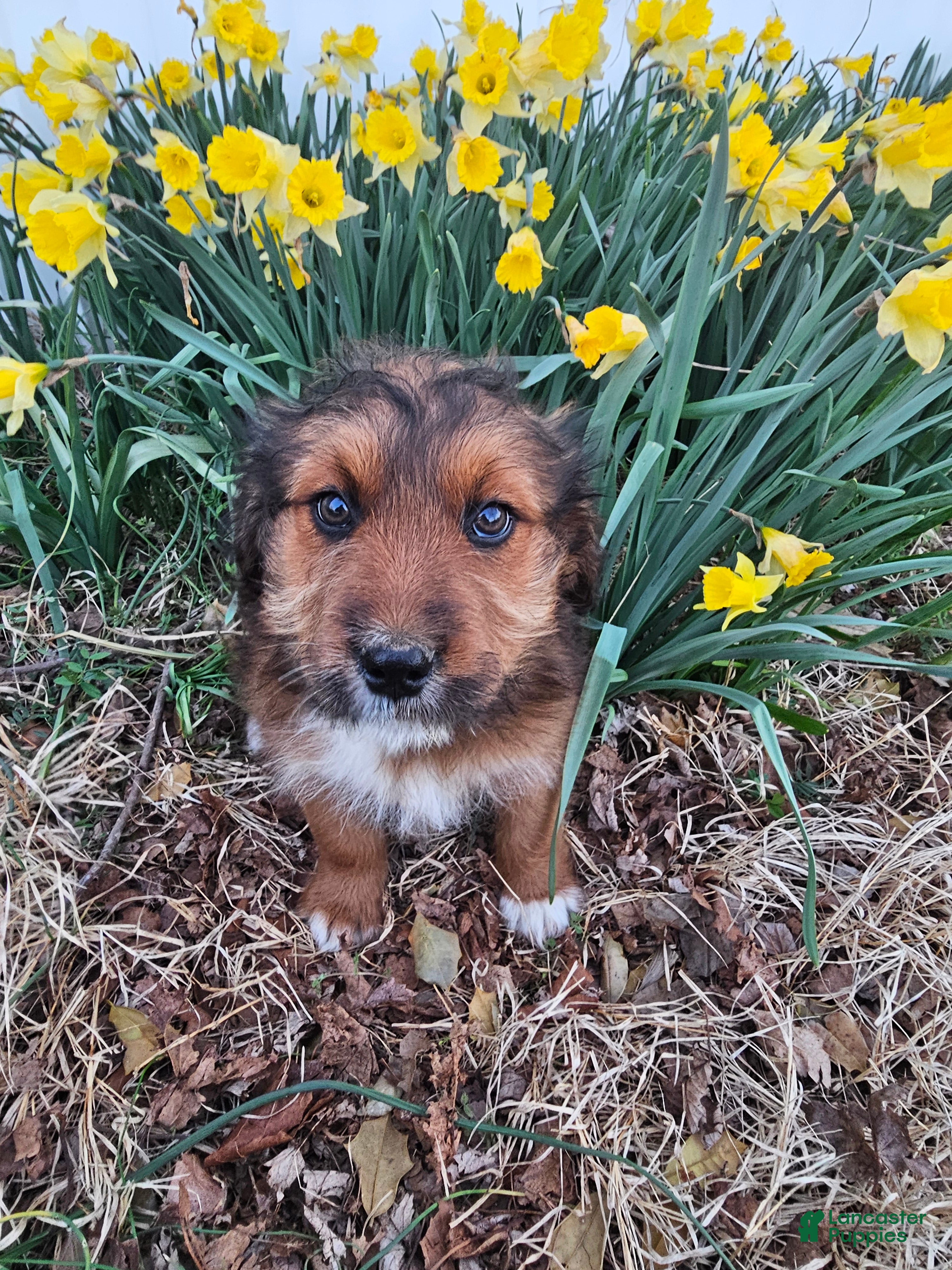 Mixed Breed dogs Jasmine. - Ad 1