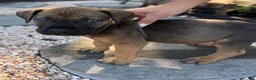 South African Boerboels dogs for sale: Bruno - Ad 4