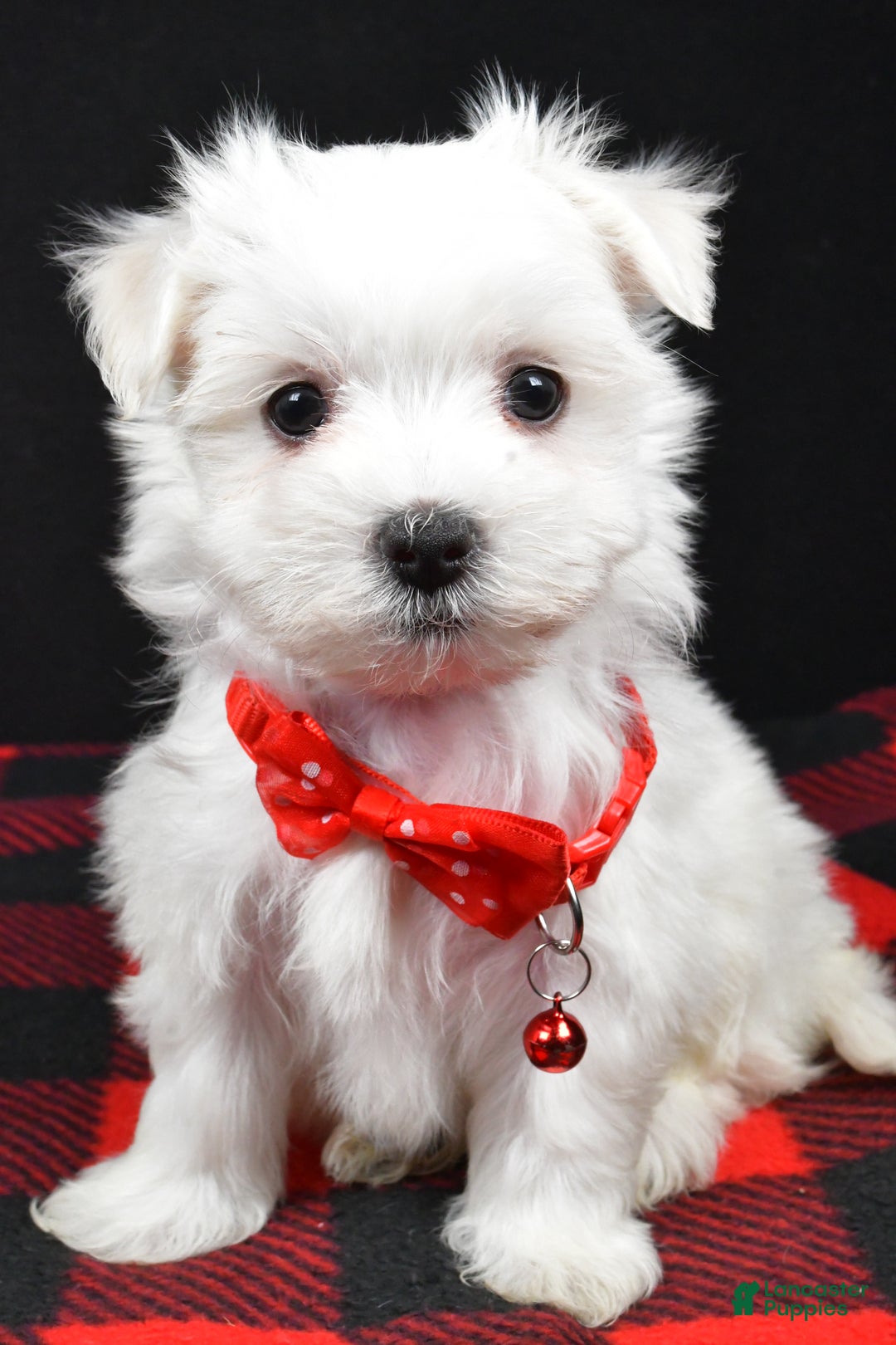 Maltese dogs for sale: Miles - Ad 9