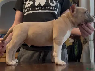 American Bully dogs Fawn Male - Ad 23