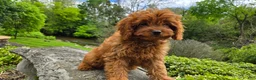 Cavapoo dogs for sale: Harvey - Ad 17