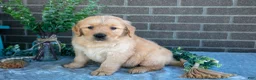 Golden Retriever dogs for sale: Phoenix - Ad 1