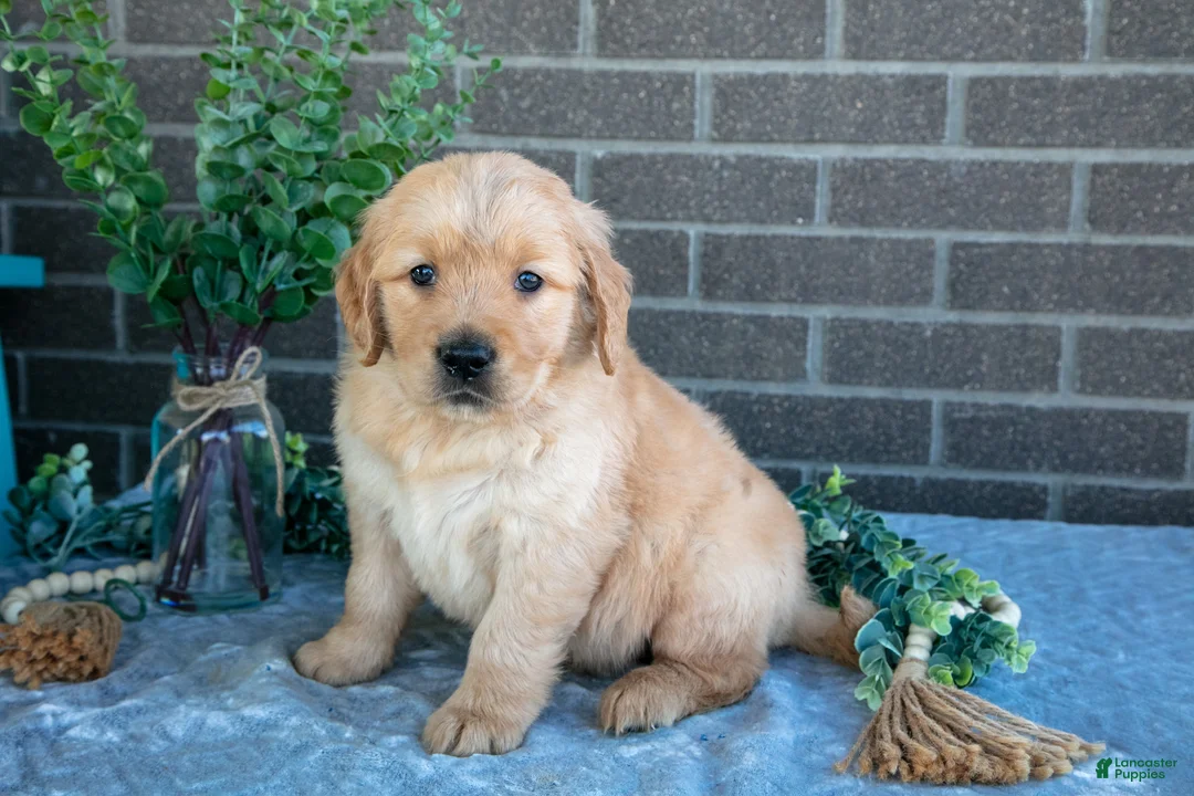 Golden Retriever dogs for sale: Phoenix - Ad 1