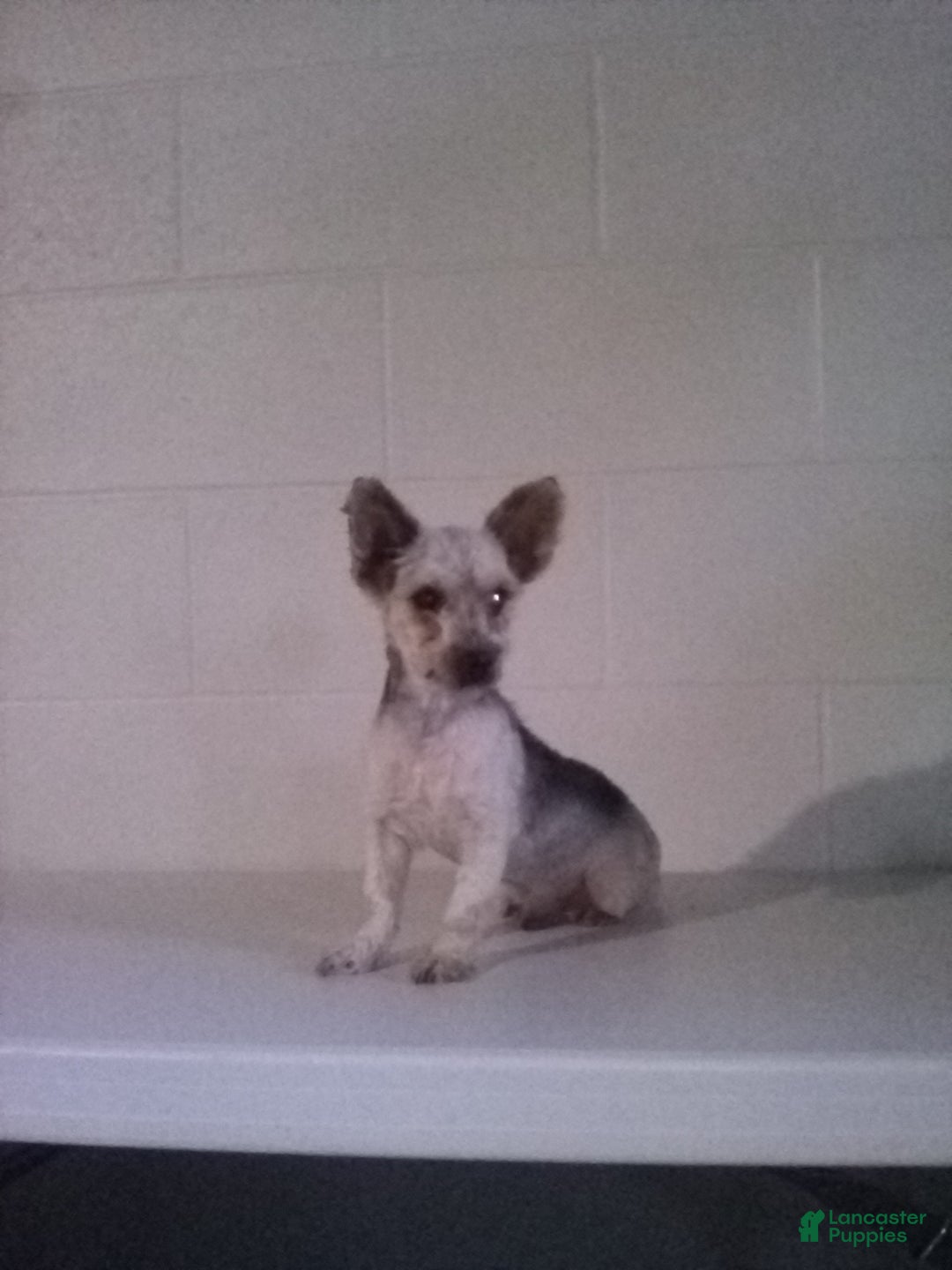 Yorkiepoo dogs for sale: Abby - Ad 24