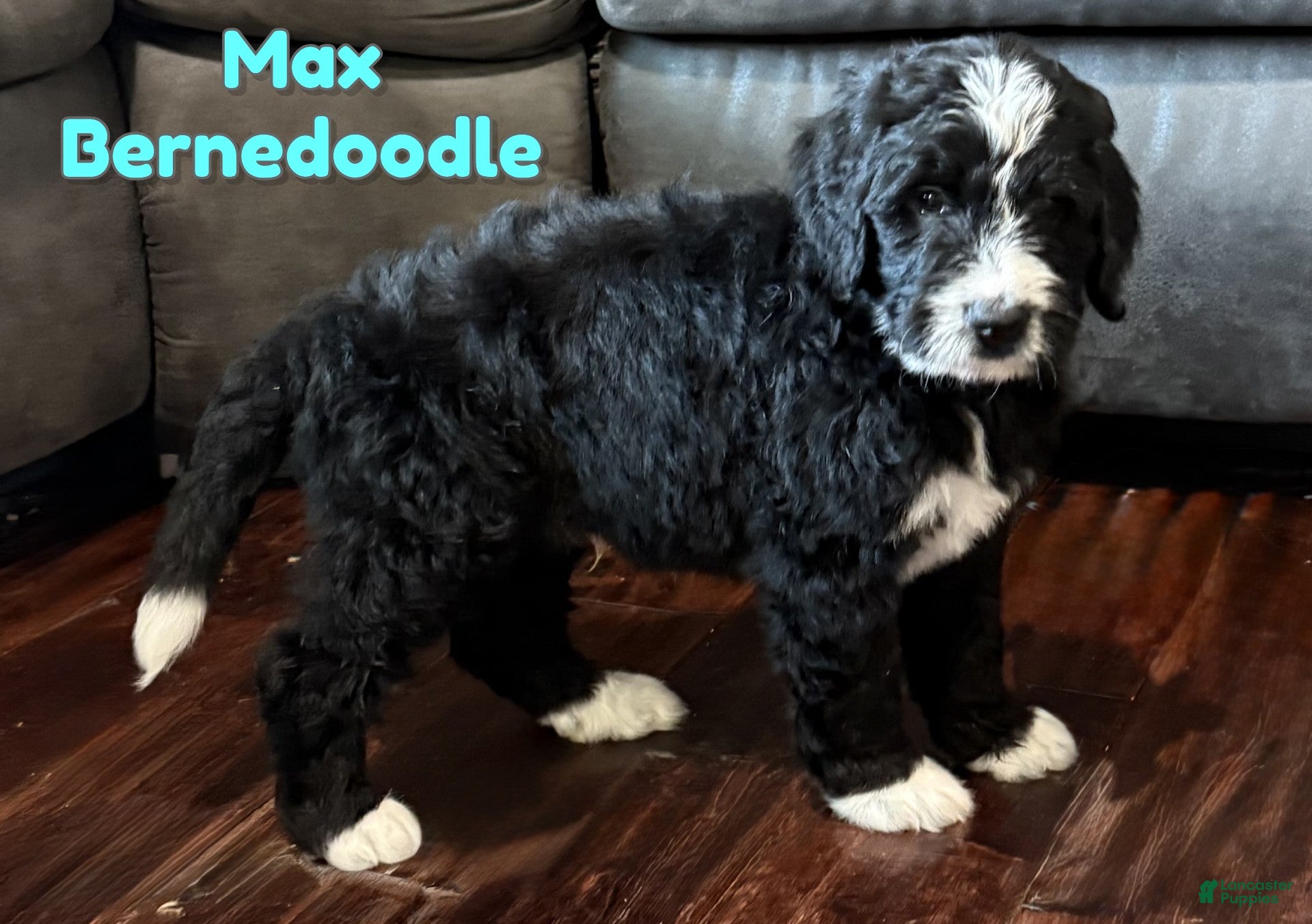 Bernedoodle dogs Max - Ad 21