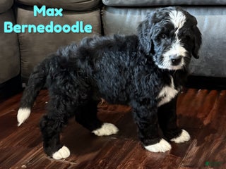 Bernedoodle dogs Max - Ad 21
