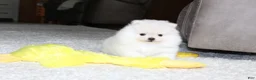 Pomeranian dogs for sale: Elliot - Ad 12