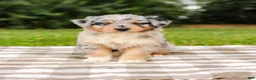 Aussiedoodle dogs for sale: Addie Standard Sized - Ad 8