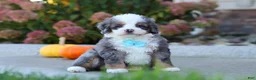 Mini Bernedoodle dogs for sale: Coven - Ad 6