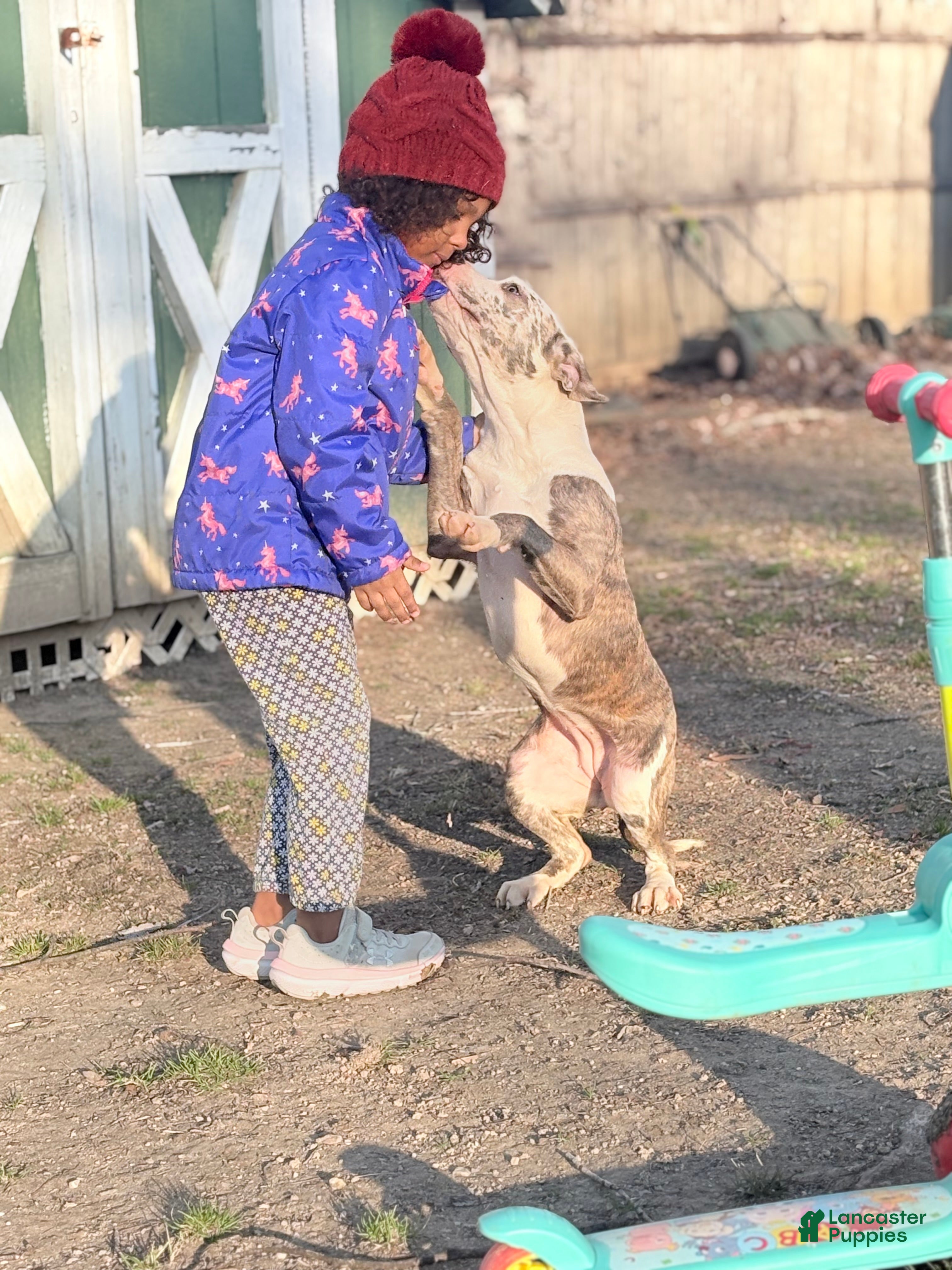 American Bully dogs Zophia - Ad 3