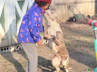 American Bully dogs Zophia - Ad 3