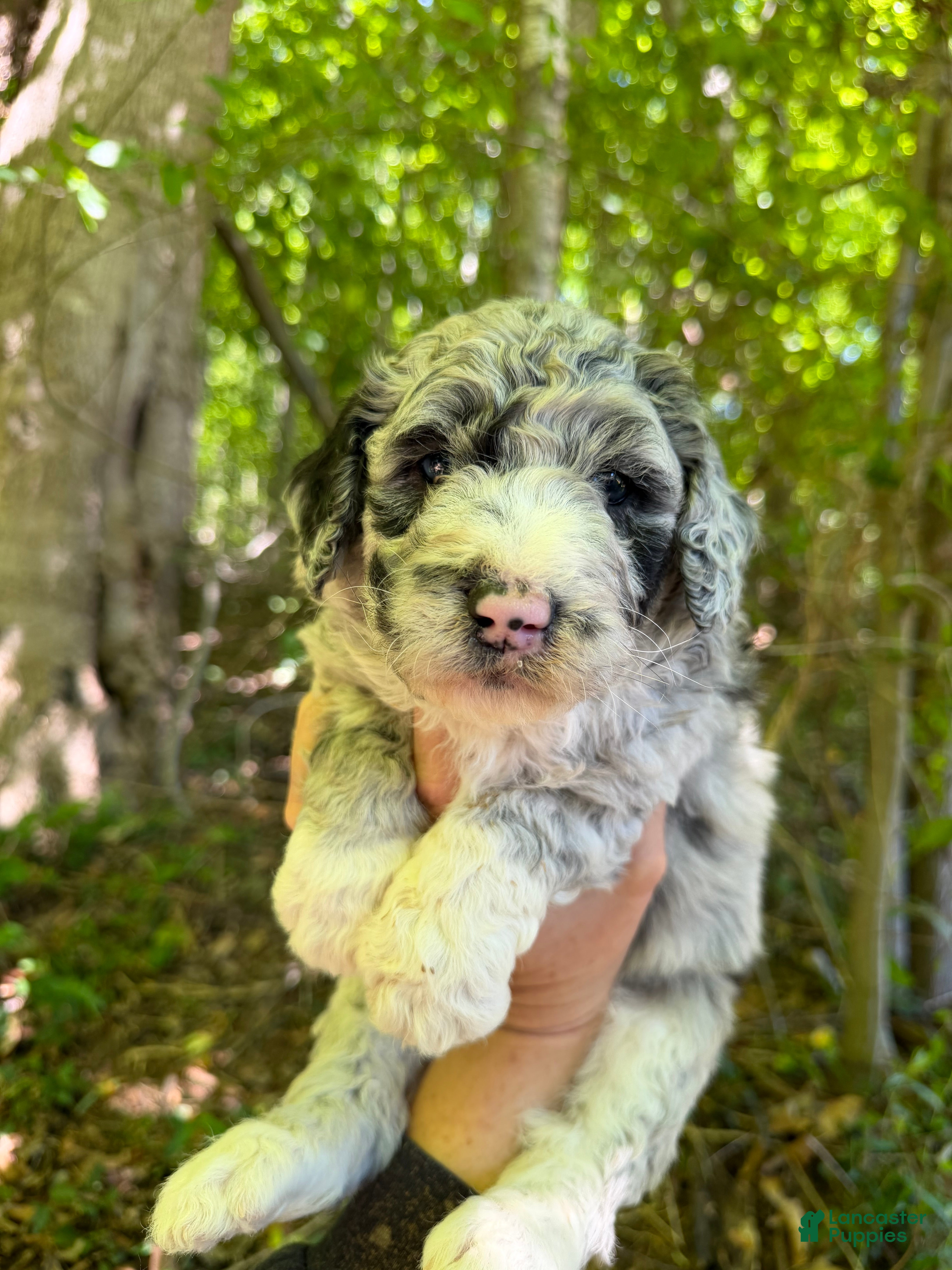 Aussiedoodle dogs Aussiedoodle Puppy 2 - Ad 28