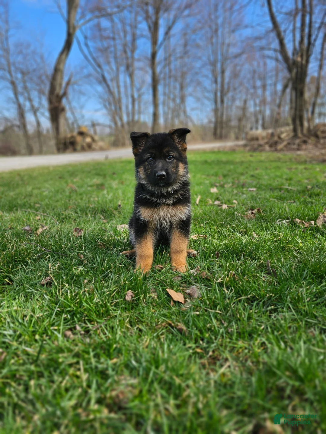 German Shepherd dogs for sale: Mindy - Ad 1
