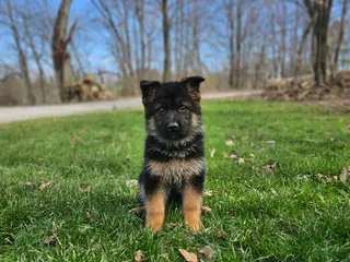 German Shepherd dogs for sale: Mindy - Ad 1