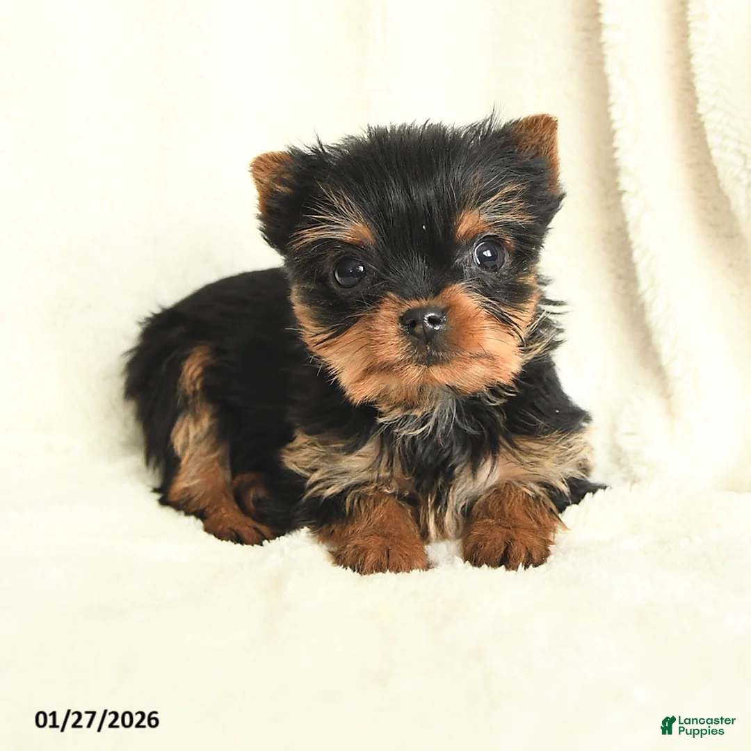 Yorkshire Terrier dogs for sale: Tiny Tootsie - Ad 2