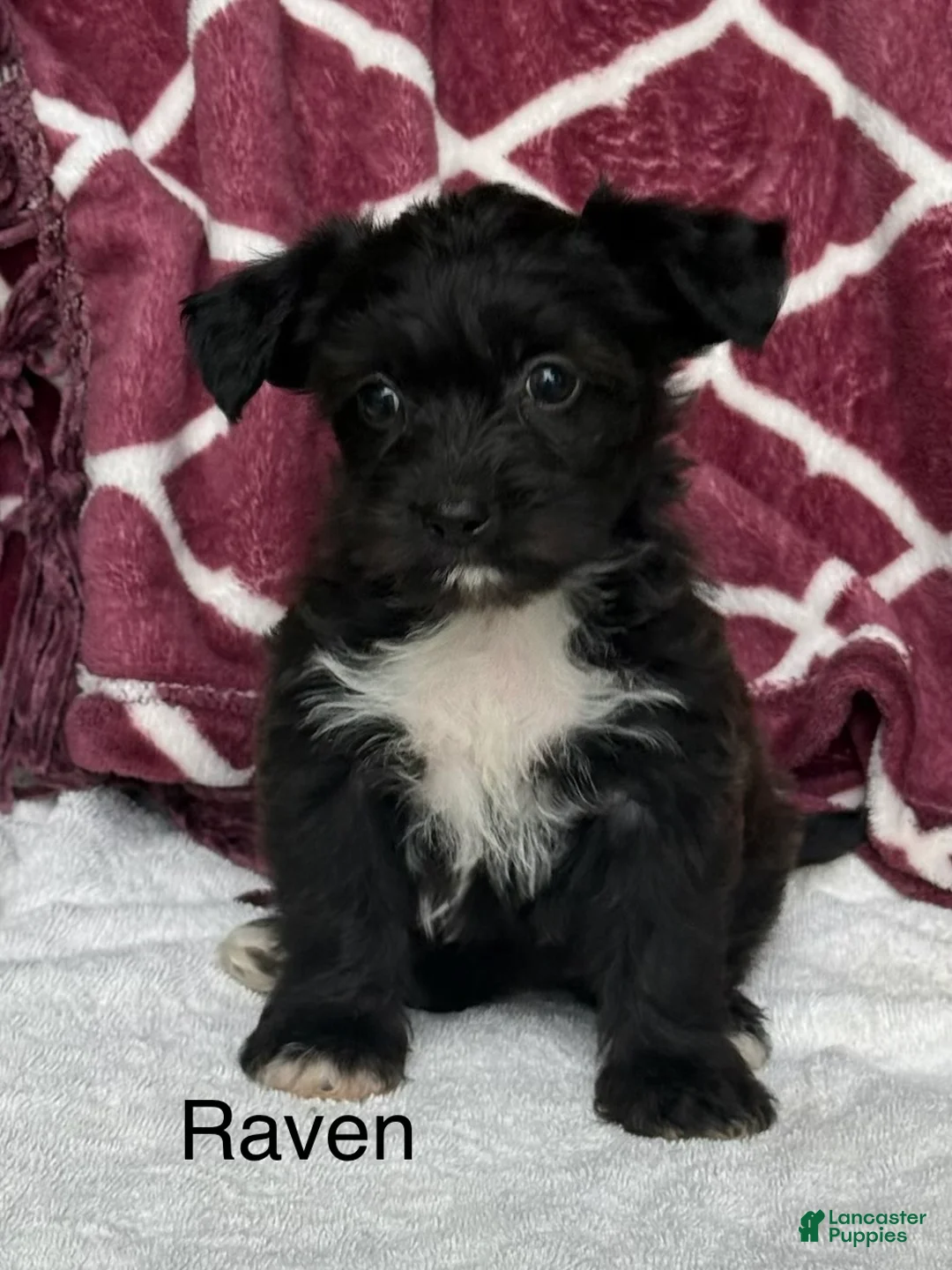 Yochon dogs for sale: Raven - Ad 1