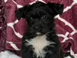 Yochon dogs for sale: Raven - Ad 2