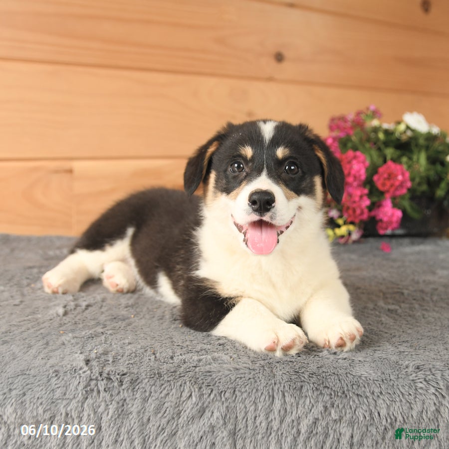 Welsh Corgi Pembroke dogs Jemstone - Ad 2