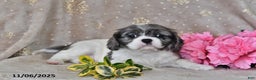 Cavalier King Charles Spaniel dogs for sale: Barbie - Ad 10