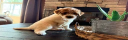 Mini Goldendoodle dogs for sale: Mini Goldendoodle 5 - Ad 5