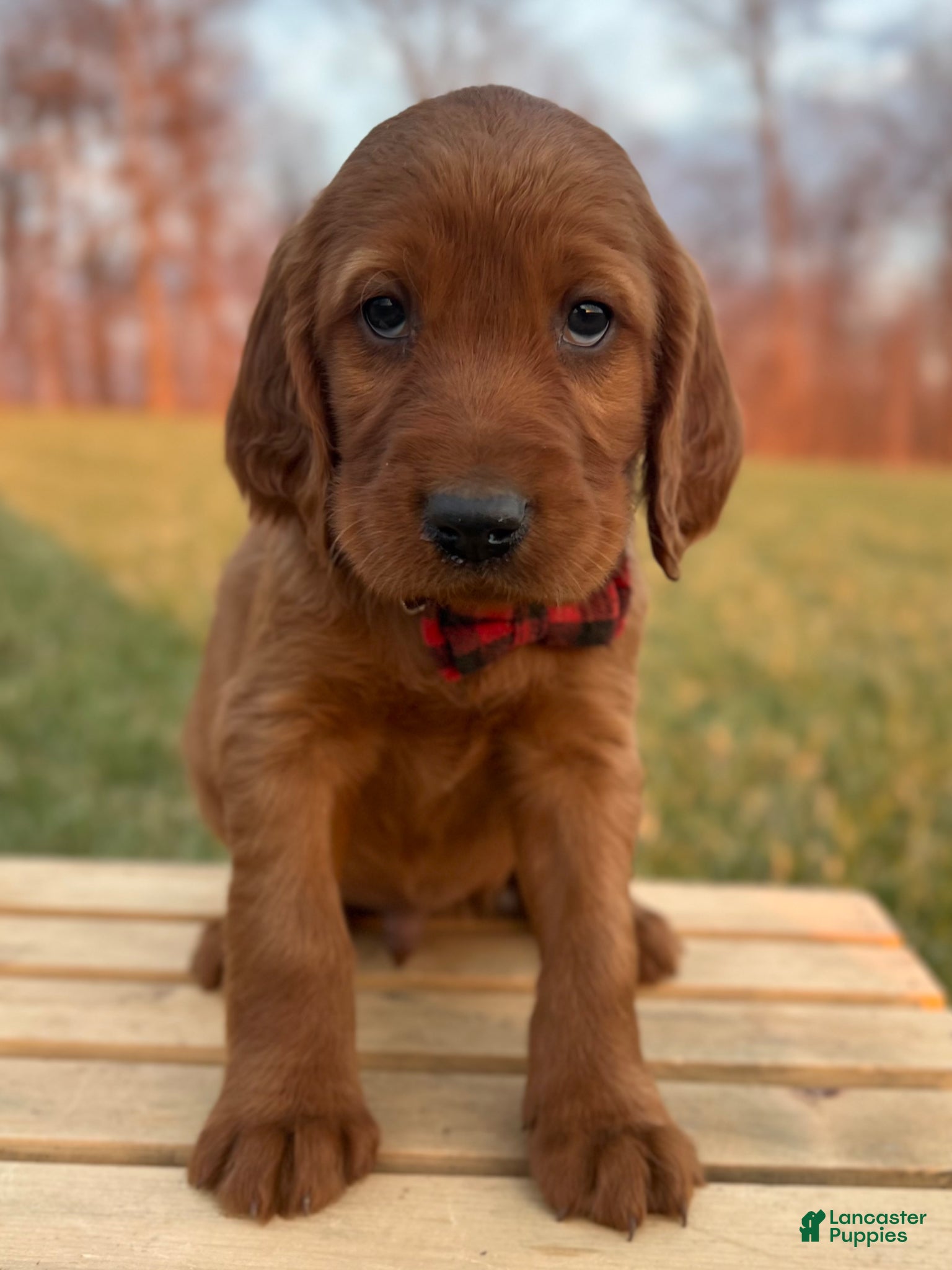 Irish Setter dogs Redmond - Ad 2