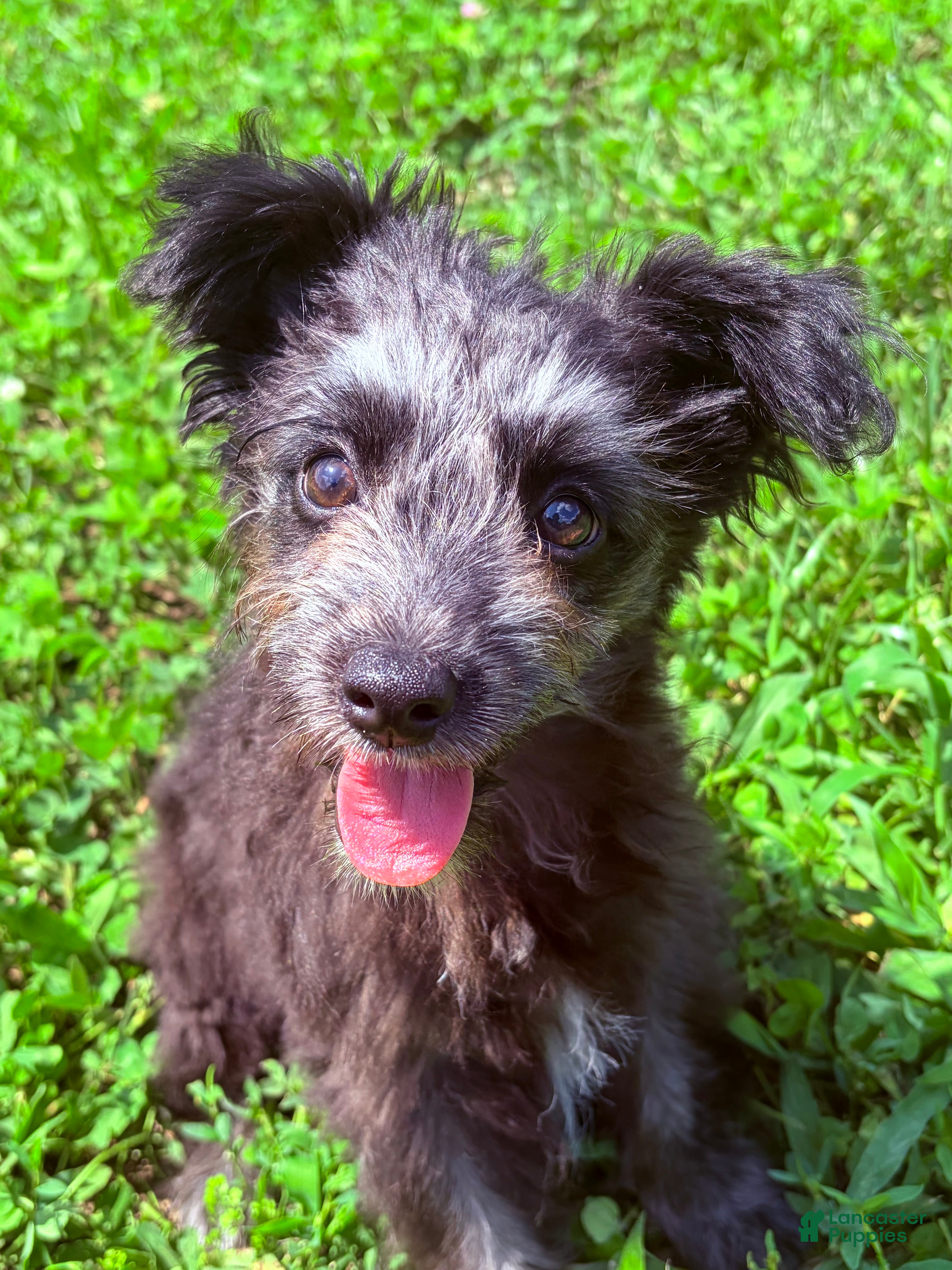 Pomapoo dogs Shadow - Ad 17