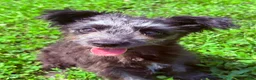Pomapoo dogs for sale: Shadow - Ad 4