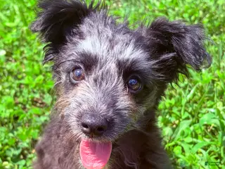 Pomapoo dogs Shadow - Ad 10