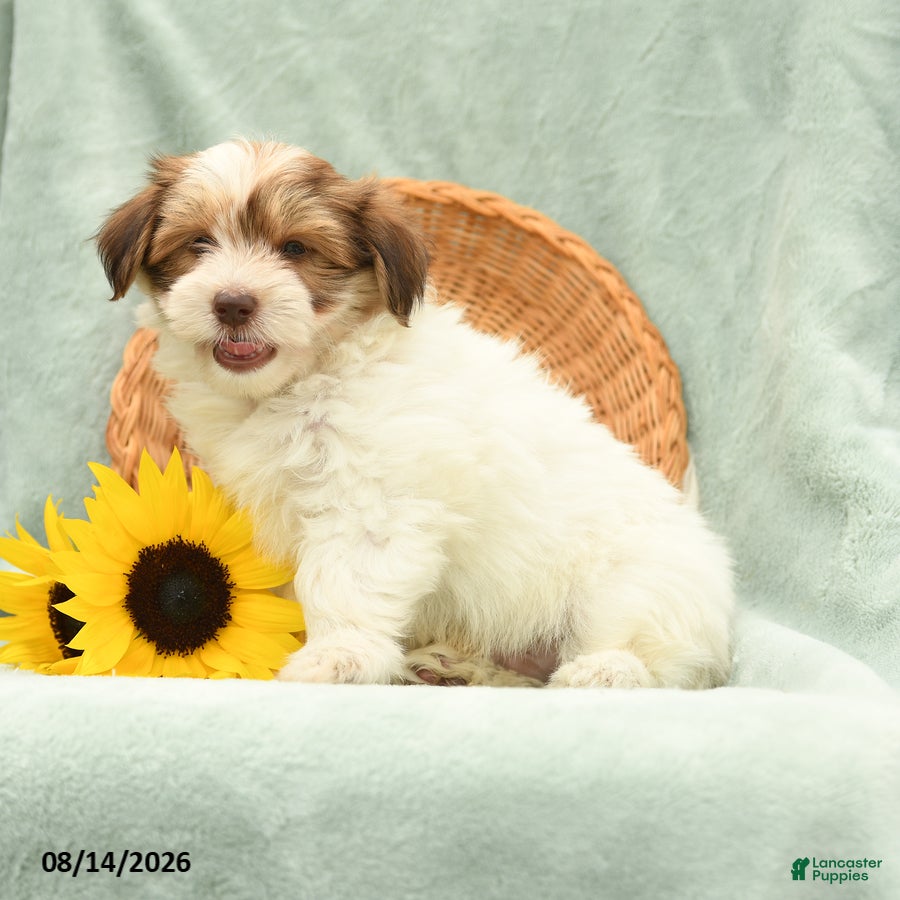 Havanese dogs Button - Ad 2
