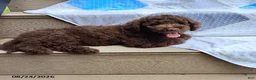 Mini Goldendoodle dogs for sale: Raggedy Andy - Ad 4