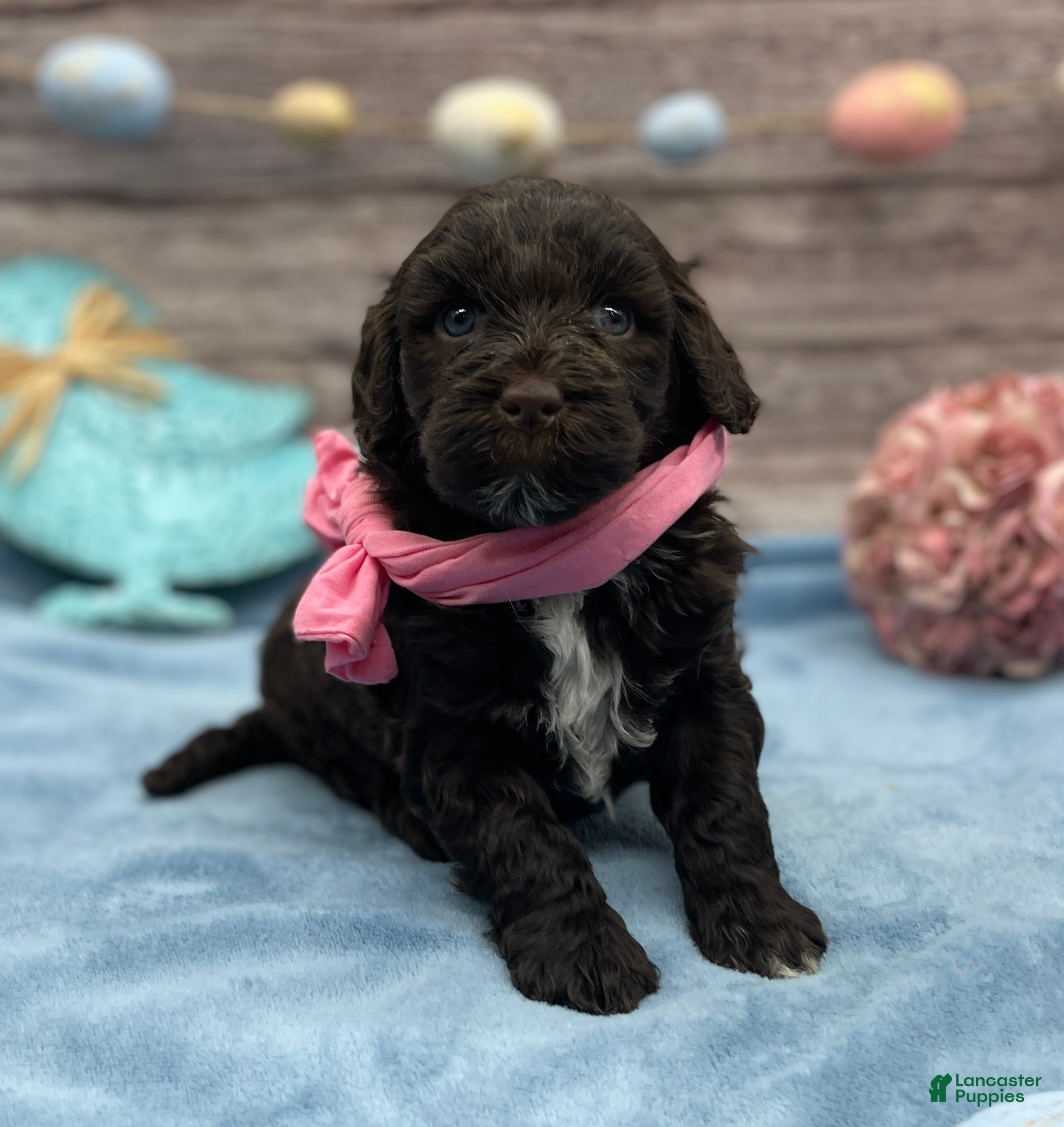 Portuguese Water Dog dogs Brie - Ad 2