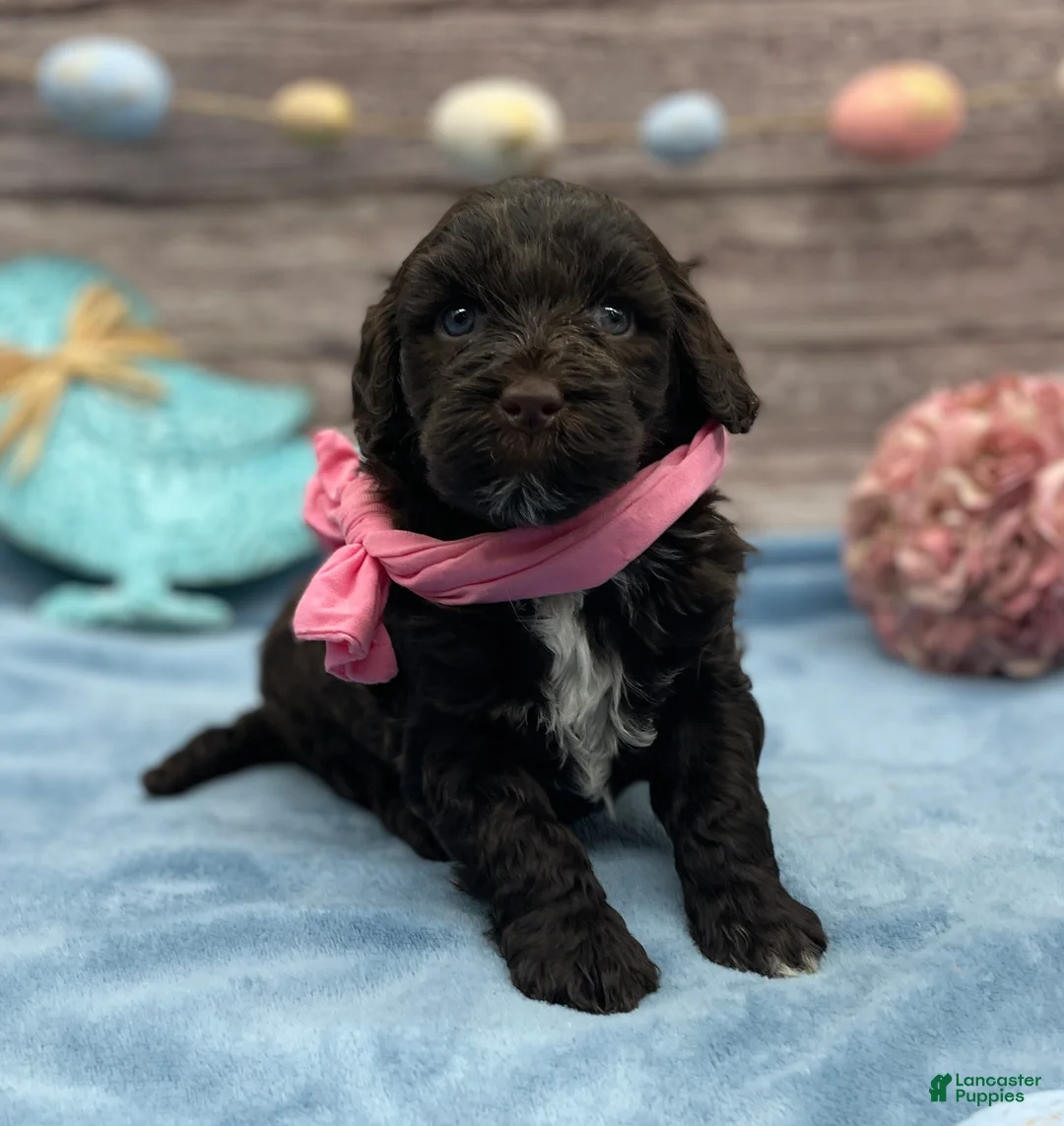 Portuguese Water Dog dogs for sale: Brie - Ad 2