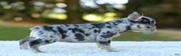 French Bulldog dogs for sale: Cupcake - Blue Merle - Ad 8