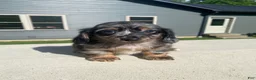 Miniature Dachshund dogs for sale: Toby - Ad 3