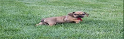 Puggle dogs for sale: Robbie - Ad 5
