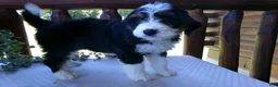 Mini Bernedoodle dogs for sale: Butter Cup - Ad 5