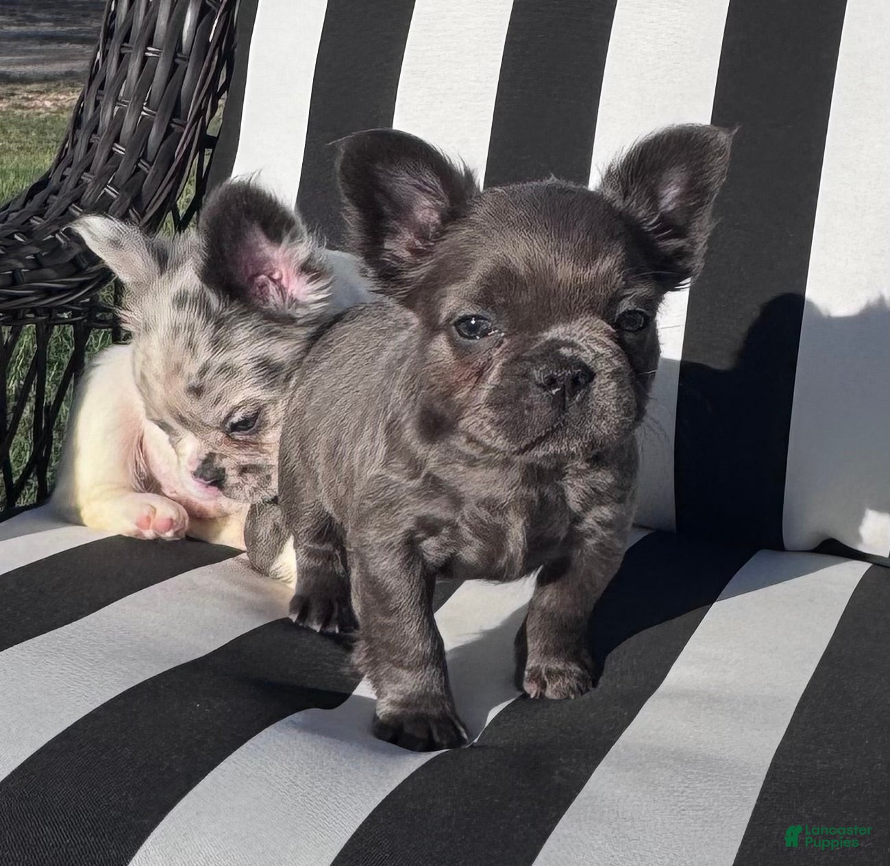 French Bulldog dogs for sale: French Bulldog 5 - Ad 3
