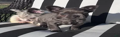 French Bulldog 5