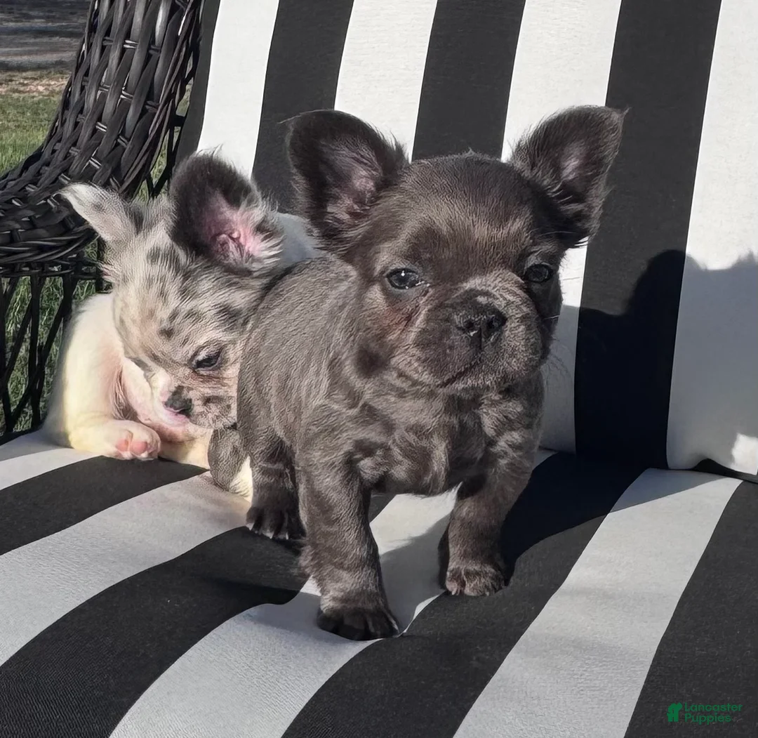 French Bulldog dogs for sale: French Bulldog 5 - Ad 1