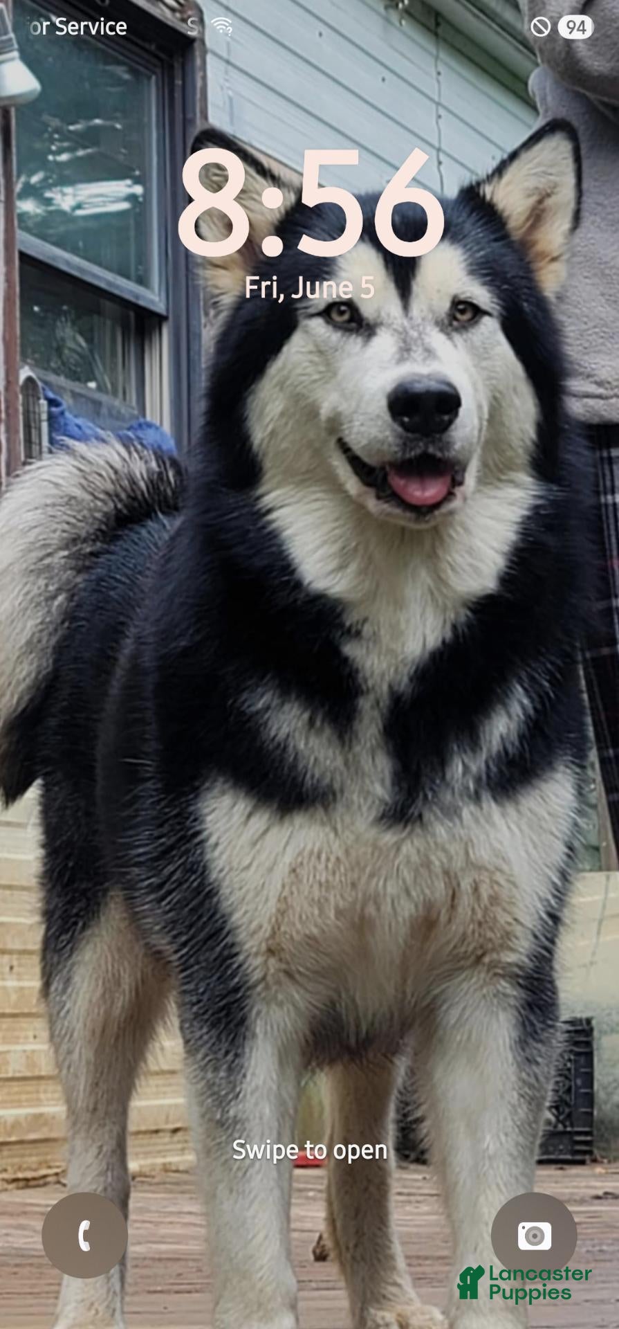 Alaskan Malamute dogs Meet Hex, she is a red white akc Alaskan malamute female. Lovable and fun to play with.  - Ad 2