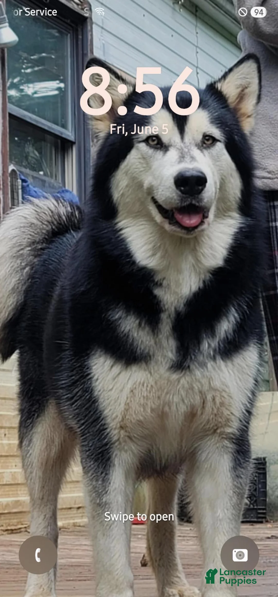 Alaskan Malamute dogs for sale: Meet Hex, she is a red white akc Alaskan malamute female. Lovable and fun to play with.  - Ad 2