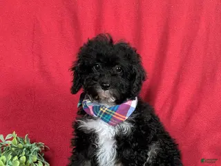 Mini Bernedoodle dogs Abram Hypoallergenic - Ad 24