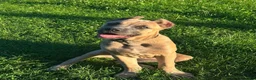 Cane Corso dogs for sale: ASH - Ad 2